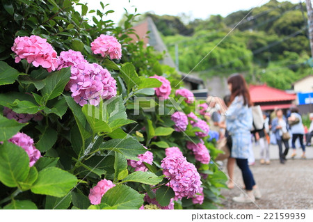 繡球花女性形像素材,複製空間,背景素材,鎌倉,神奈川縣人物插入空間, 繡球花女性形像素材,複製空間,背景素材,鎌倉,神奈川縣人物插入空間, 22159939
