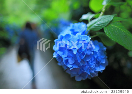 繡球花女性形像素材,複製空間,背景素材,鎌倉,神奈川縣人物插入空間, 繡球花女性形像素材,複製空間,背景素材,鎌倉,神奈川縣人物插入空間, 22159946