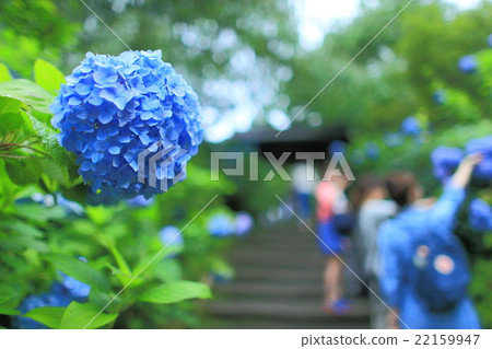 Hydrangea female image material, copy space, background material,, Kamakura, Kanagawa character insertion space, Hydrangea female image material, copy space, background material,, Kamakura, Kanagawa character insertion space, 22159947