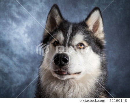 Husky 22160148