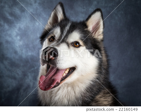 Husky 22160149