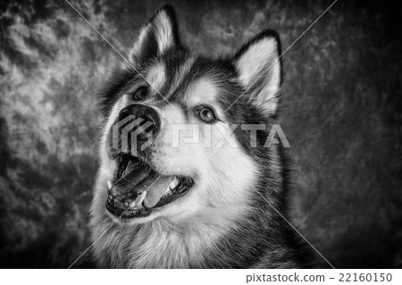 Husky 22160150