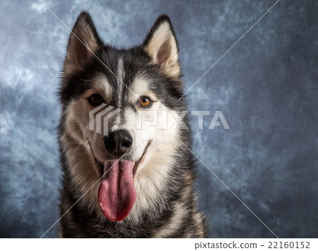 Husky 22160152