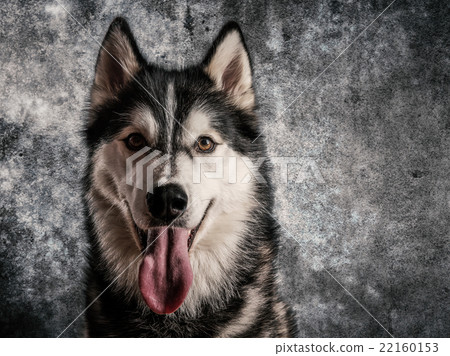 Husky 22160153