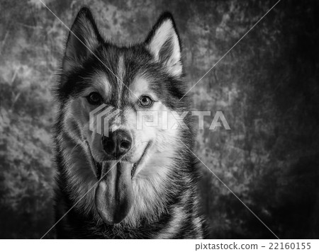 Husky 22160155