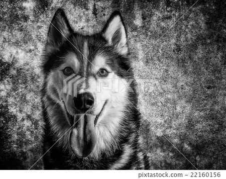 Husky 22160156