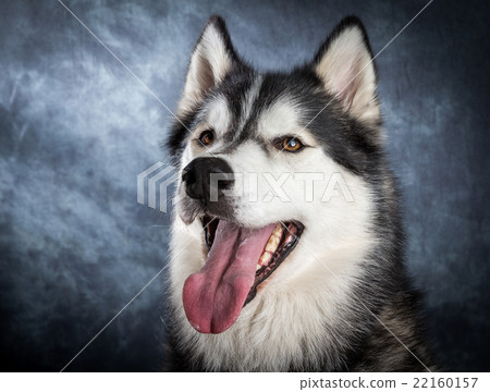 Husky 22160157