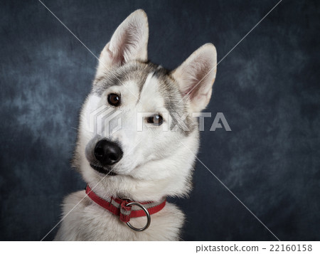 Husky 22160158
