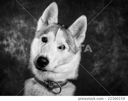 Husky 22160159