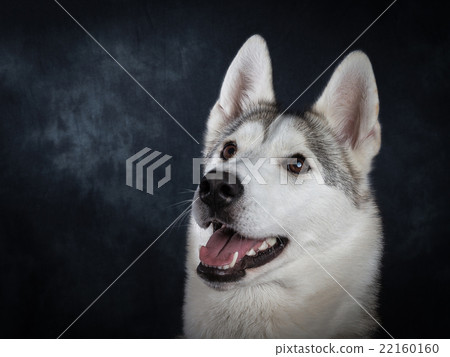 Husky 22160160