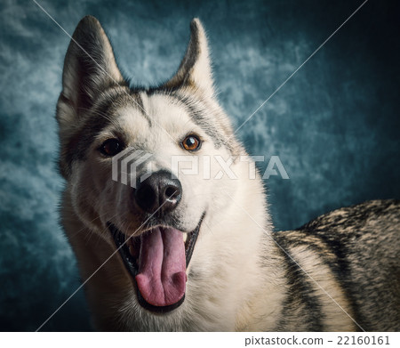 Husky 22160161