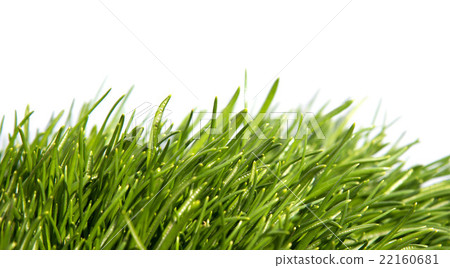 Green grass isolated on white background Green grass isolated on white background 22160681