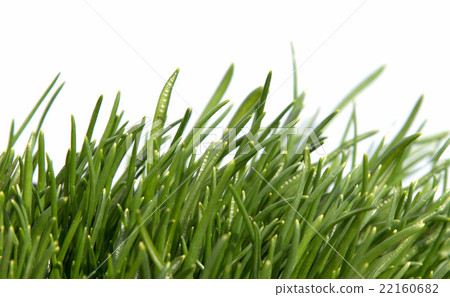 Green grass isolated on white background Green grass isolated on white background 22160682