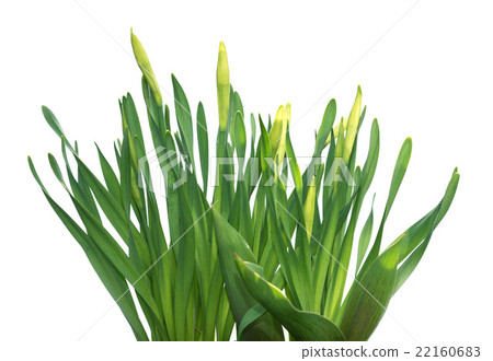 Green grass isolated on white background Green grass isolated on white background 22160683