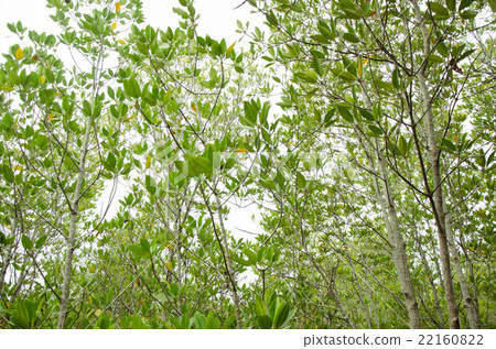 mangrove forest 22160822