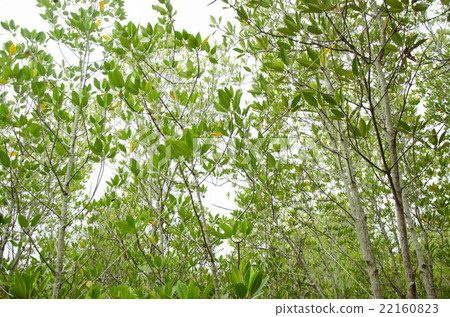 mangrove forest 22160823