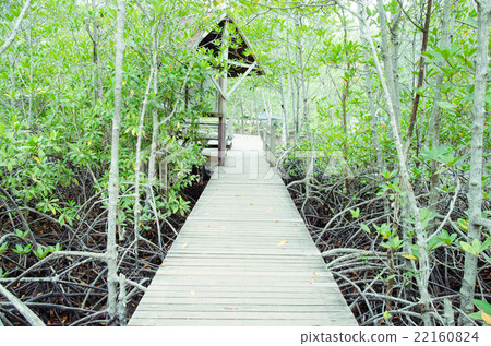 mangrove forest mangrove forest 22160824