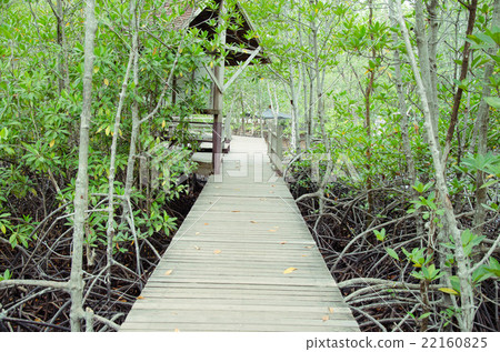 mangrove forest 22160825