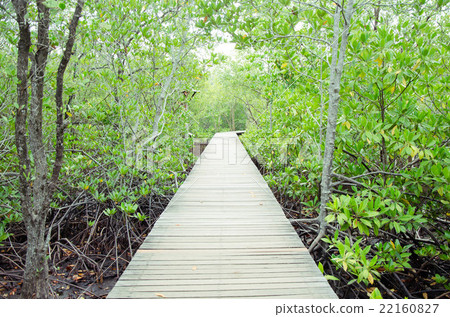 mangrove forest 22160827