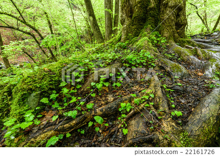 新鮮的綠色和樹的根 新鮮的綠色和樹的根 22161726