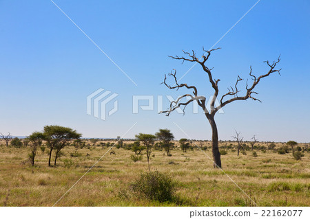 South Africa South Africa 22162077