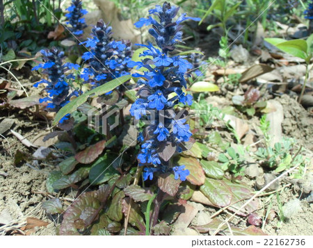 西方junihitoe的紫色花也叫Ajunga 22162736