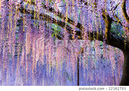 Light up of Shirakuji Temple Light up of Shirakuji Temple 22162783