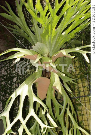 Ferns (a species of genus Bicarcida) Ferns (a species of genus Bicarcida) 22163183