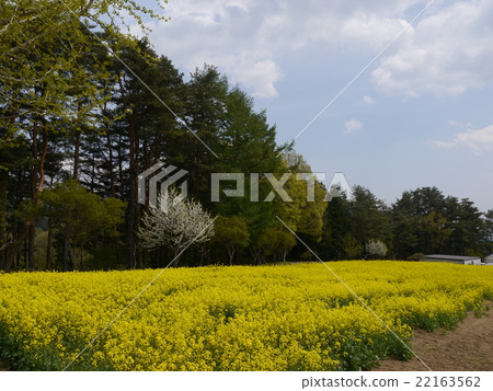 Minami Yatsugatake花卉公園 Minami Yatsugatake花卉公園 22163562