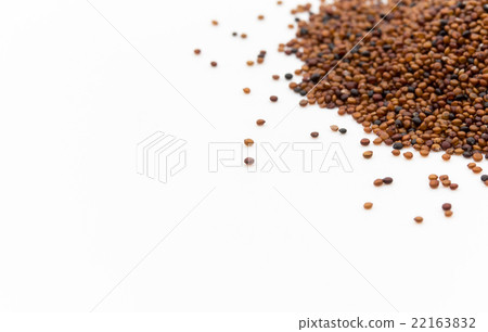 Kaniwa：kañiwa（嬰兒藜麥） 22163832