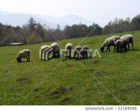 A flock of sheep 22164099