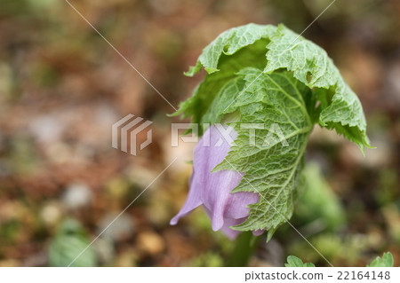 The budding of Shiranehaya and the state of a bud 22164148