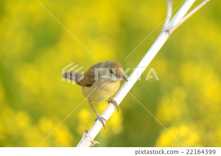 Oyo Yoshikiri 22164399