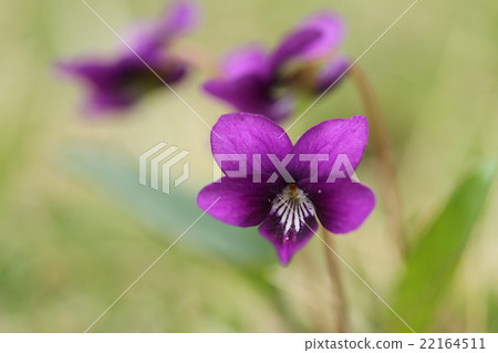 Violet flowers Violet flowers 22164511