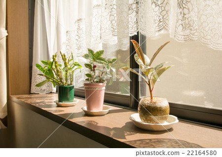 靠窗的房子植物 22164580