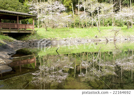 Cherry blossoms on the surface 22164692