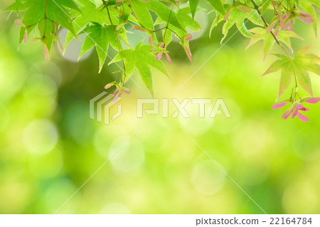 新鮮的綠桃 新鮮的綠桃 22164784