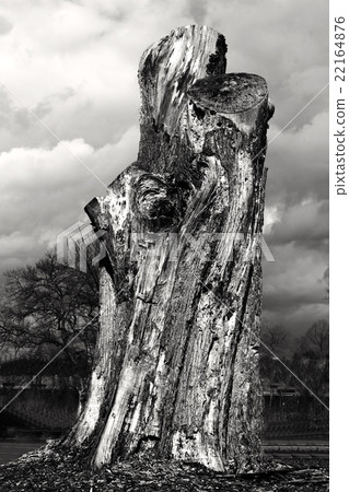 Trunk of trimmed tree Trunk of trimmed tree 22164876