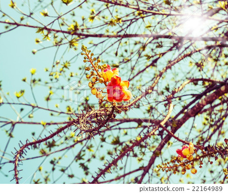 Vintage flower in spring time Vintage flower in spring time 22164989