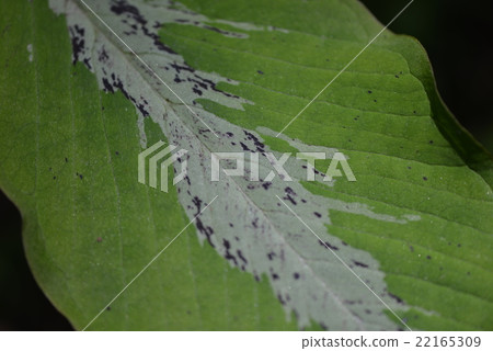 Yukimotsushi離開 Yukimotsushi離開 22165309