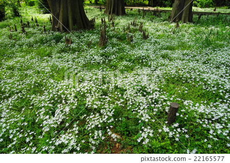 四月花Ooamana·Ului 05集體區 22165577