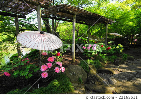 四月花按鈕·按鈕處150鶴岡八幡宮·Godenbuben花園 四月花按鈕·按鈕處150鶴岡八幡宮·Godenbuben花園 22165611