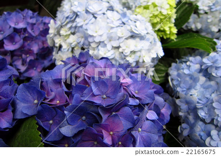 hydrangea hydrangea 22165675