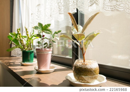 靠窗的房子植物 靠窗的房子植物 22165988