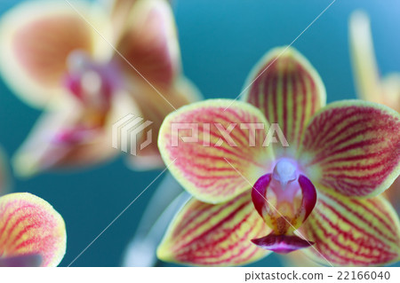 Phalaenopsis orchid  22166040
