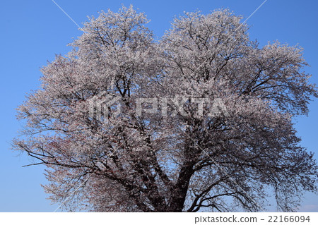 大津的一棵櫻花(宮崎縣東區縣國富町) 大津的一棵櫻花(宮崎縣東區縣國富町) 22166094