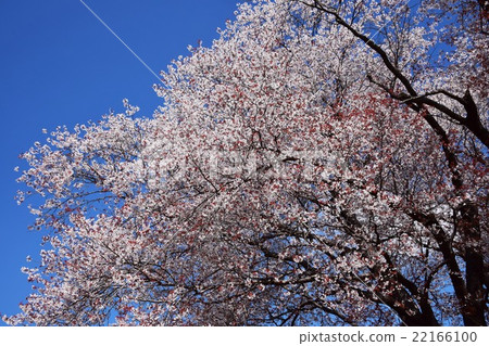 大津的一棵櫻花（宮崎縣東區縣國富町） 22166100