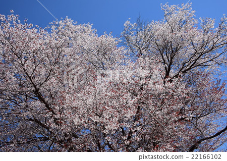 One cherry tree of Otsubo (Miyazaki Prefecture's Higashi Prefecture group Kunitomi-cho) One cherry tree of Otsubo (Miyazaki Prefecture's Higashi Prefecture group Kunitomi-cho) 22166102
