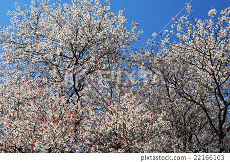 One cherry tree of Otsubo (Miyazaki Prefecture's Higashi Prefecture group Kunitomi-cho) One cherry tree of Otsubo (Miyazaki Prefecture's Higashi Prefecture group Kunitomi-cho) 22166103