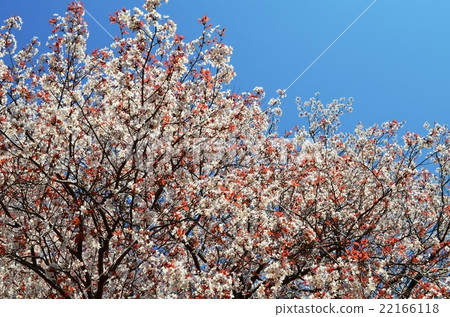 大津的一棵櫻花（宮崎縣東區縣國富町） 22166118
